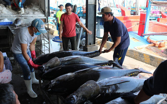 Giá cá ngừ đại dương tăng cao