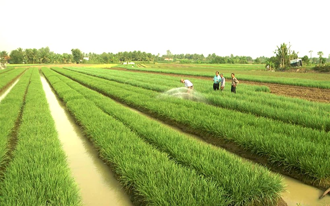 Long An và Đồng Tháp được chuyển gần 200 ha đất lúa sang phi nông nghiệp để thực hiện GPMB các tuyến đường trọng điểm