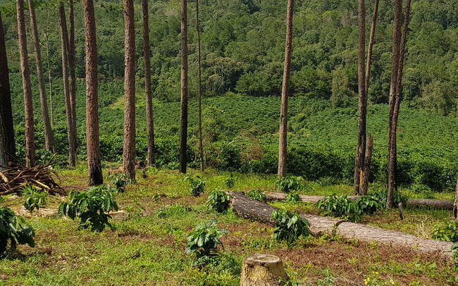 Lâm Đồng xin chuyển gần 500ha rừng làm cao tốc Bảo Lộc - Liên Khương