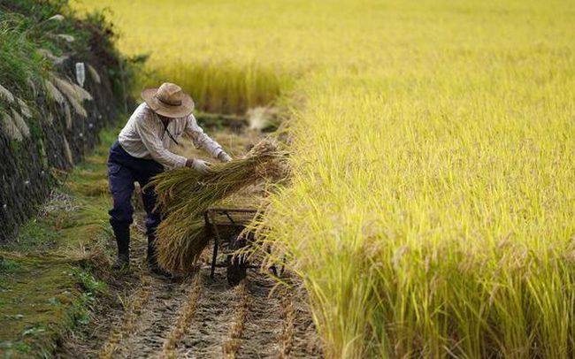 Quay lưng với gạo, nền kinh tế hàng đầu châu Á đối mặt mối đe dọa với an ninh quốc gia