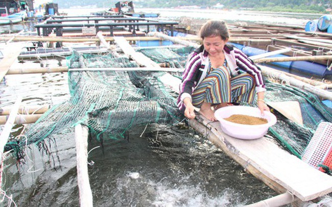 Giá cá biển lên cao gấp đôi, dân nuôi ở Kiên Giang 'có tiền ăn Tết'