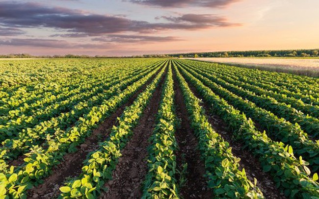 Mỹ: Đất nông nghiệp tăng giá kỷ lục nhưng người nông dân "trắng tay" vì không cạnh tranh nổi với các nhà đầu tư giàu có