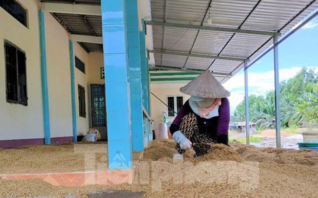 Cà Mau hỏa tốc 'giải cứu' hàng nghìn tấn lúa ngon nhất thế giới